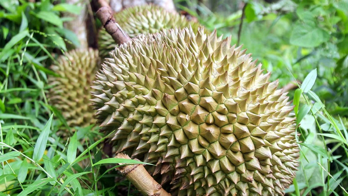 Police arrest four in durian and motorcycle theft gang