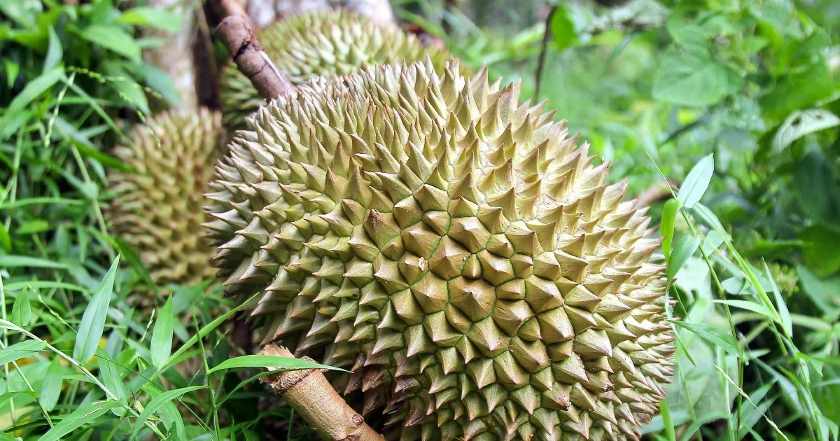 Police arrest four in durian and motorcycle theft gang