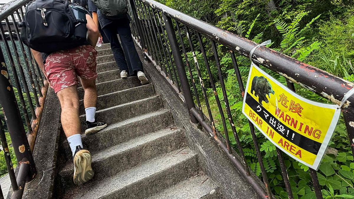 Japan Launches Massive Bear Monitoring Campaign as Mountain Attacks Intensify