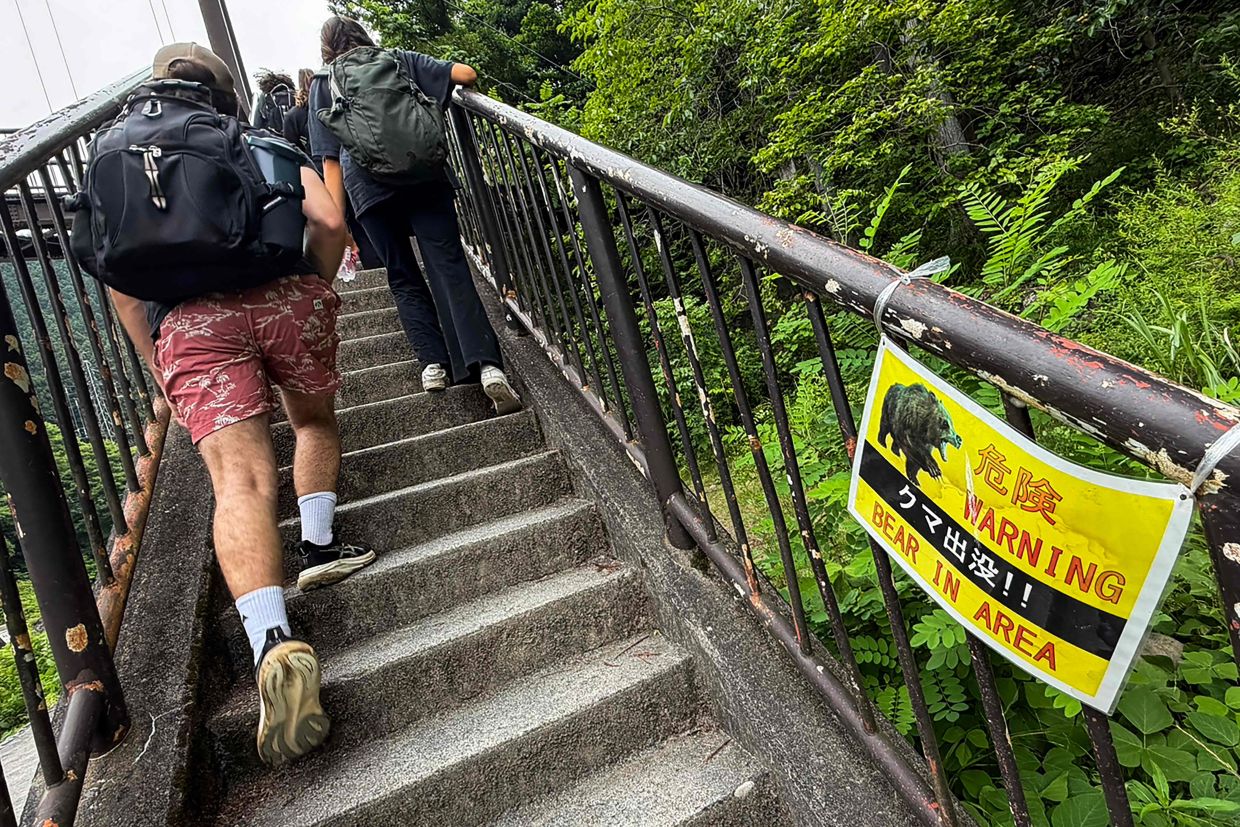 Japan Launches Massive Bear Monitoring Campaign as Mountain Attacks Intensify