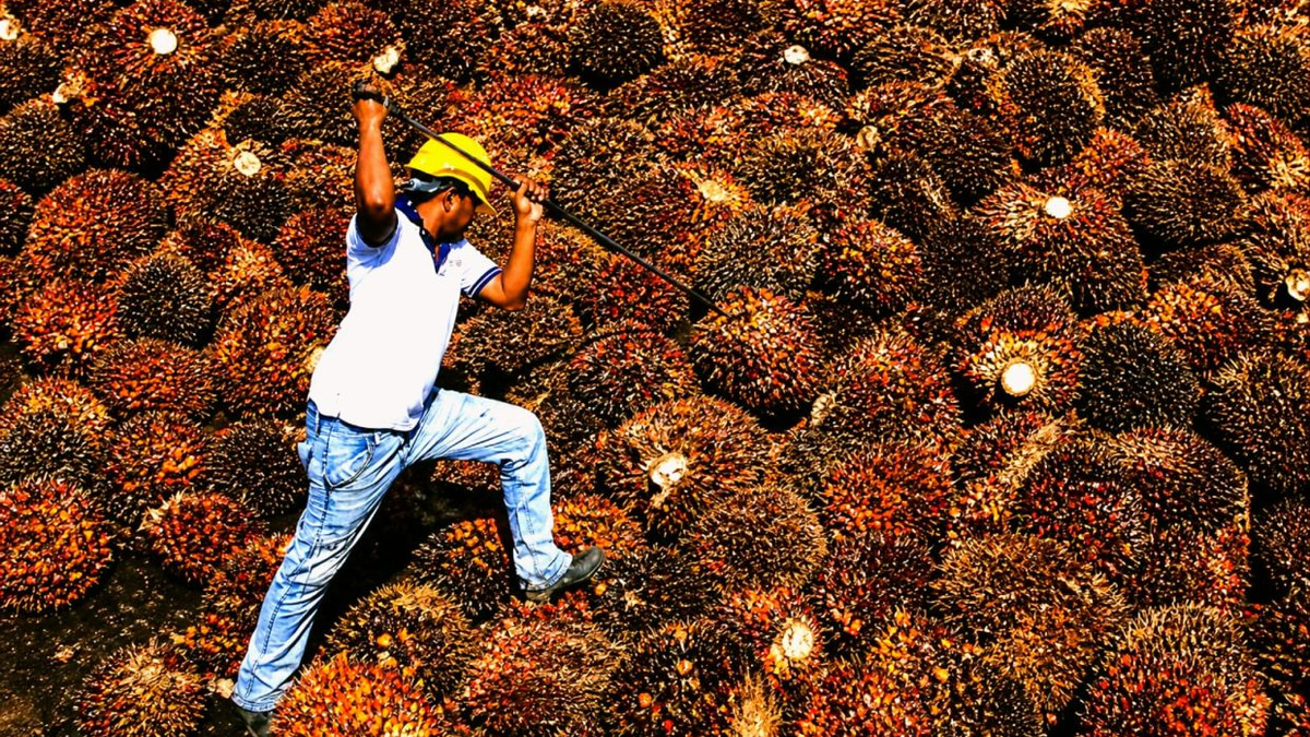 B15 biodiesel rollout from June will not curb Malaysia's palm oil shipments