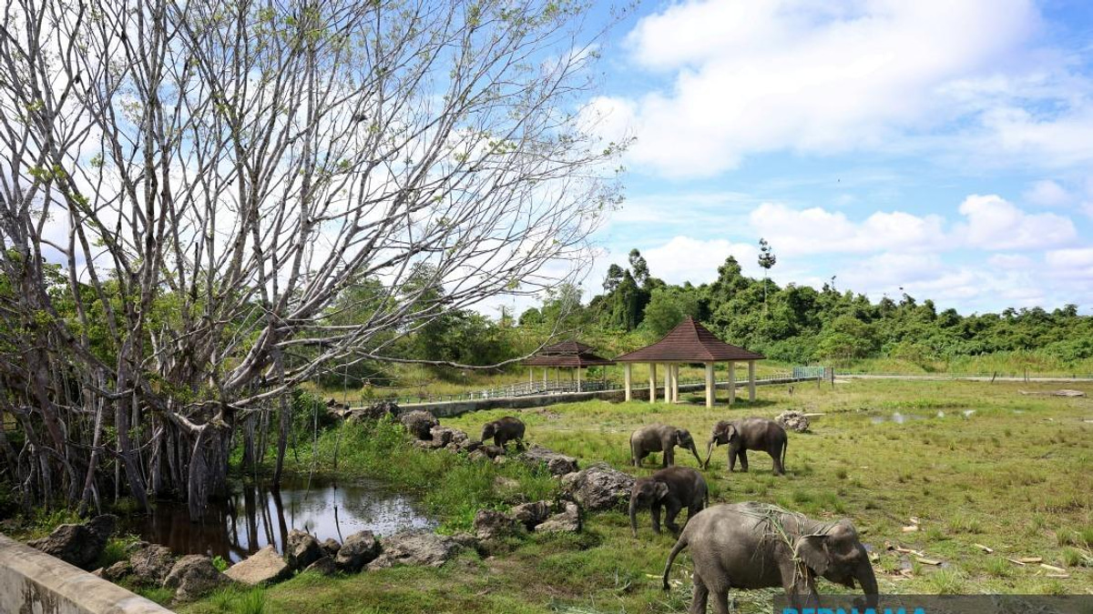 Sabah to Test Tawau Elephant Sanctuary as Model for Statewide Wildlife Conflict Management