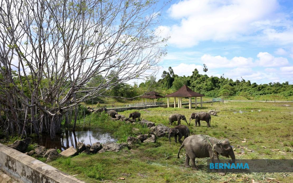 Sabah to Test Tawau Elephant Sanctuary as Model for Statewide Wildlife Conflict Management