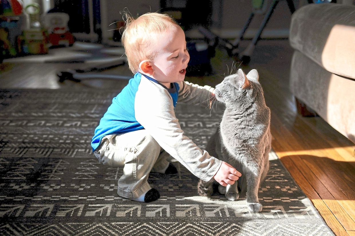 Swedish Study Finds No Evidence That Pet Cats Worsen Childhood Asthma