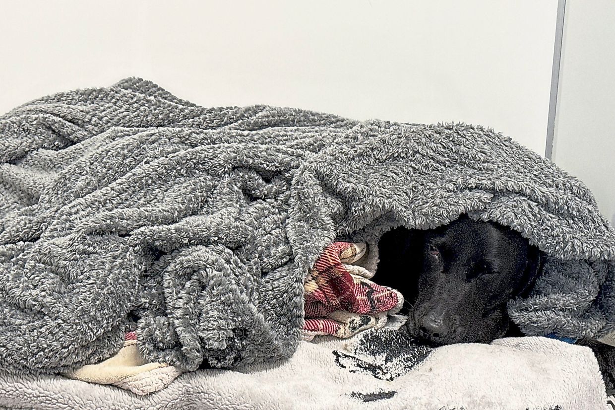 Mountain rescue drama unfolds as dog accidentally ingests cannabis on Ben Nevis