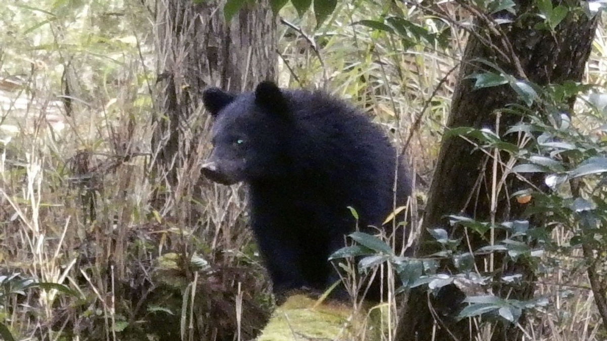 Japan's Bear Crisis Overwhelms Local Officials as Harassment Complaints Surge
