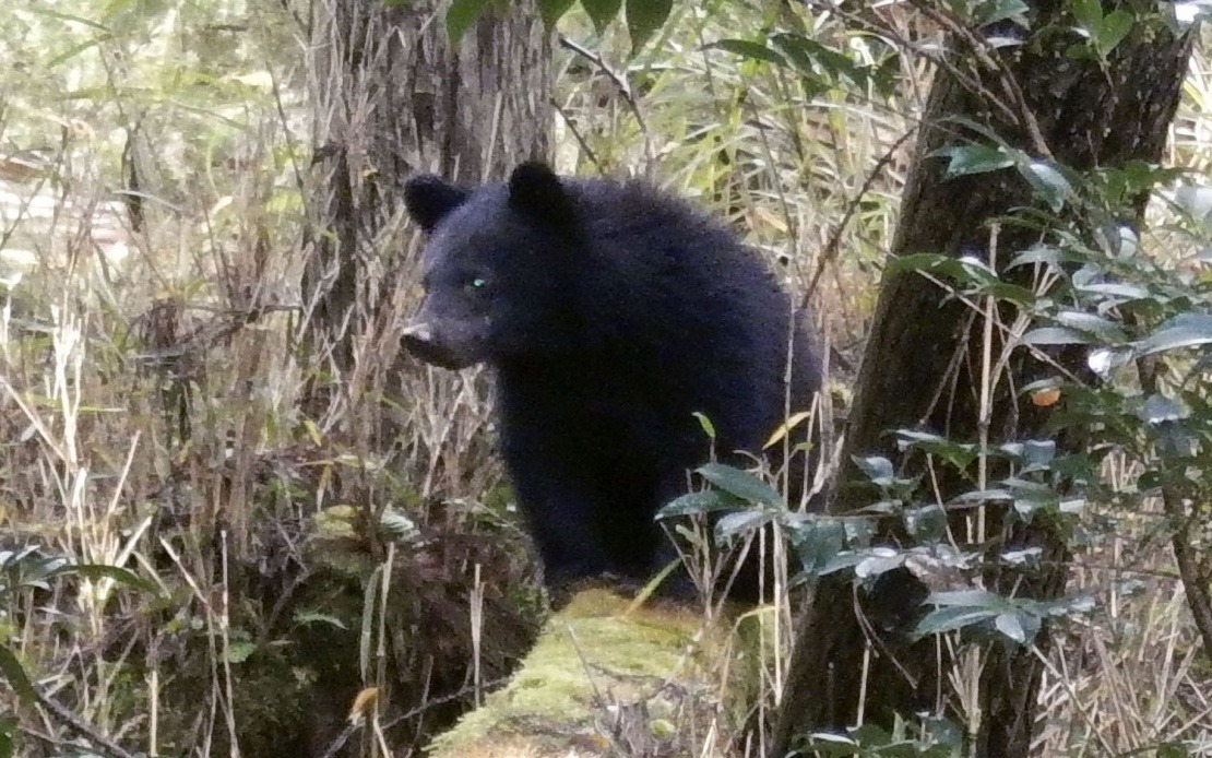 Japan's Bear Crisis Overwhelms Local Officials as Harassment Complaints Surge