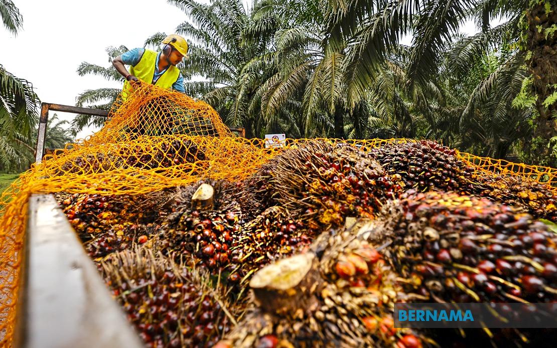 MPOB to establish RM20-25 million research station in Melaka to transform palm oil sector