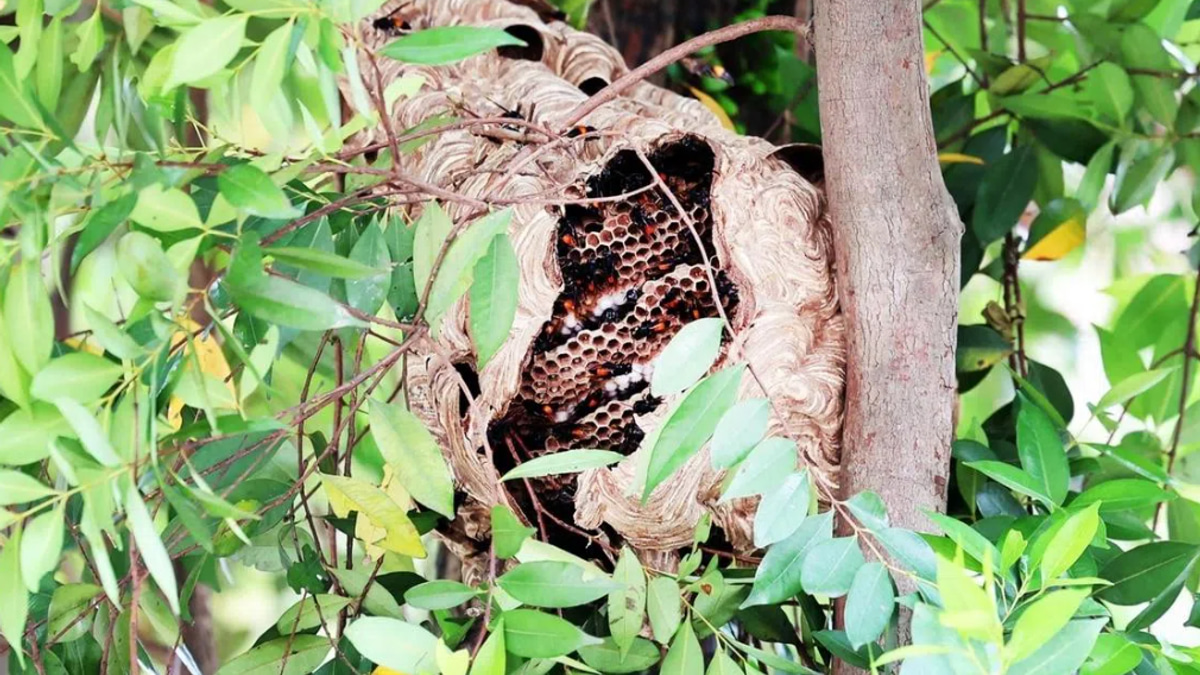 Four hospitalised after hornet swarm attacks near Singapore market