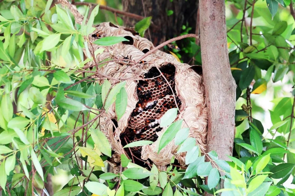 Four hospitalised after hornet swarm attacks near Singapore market