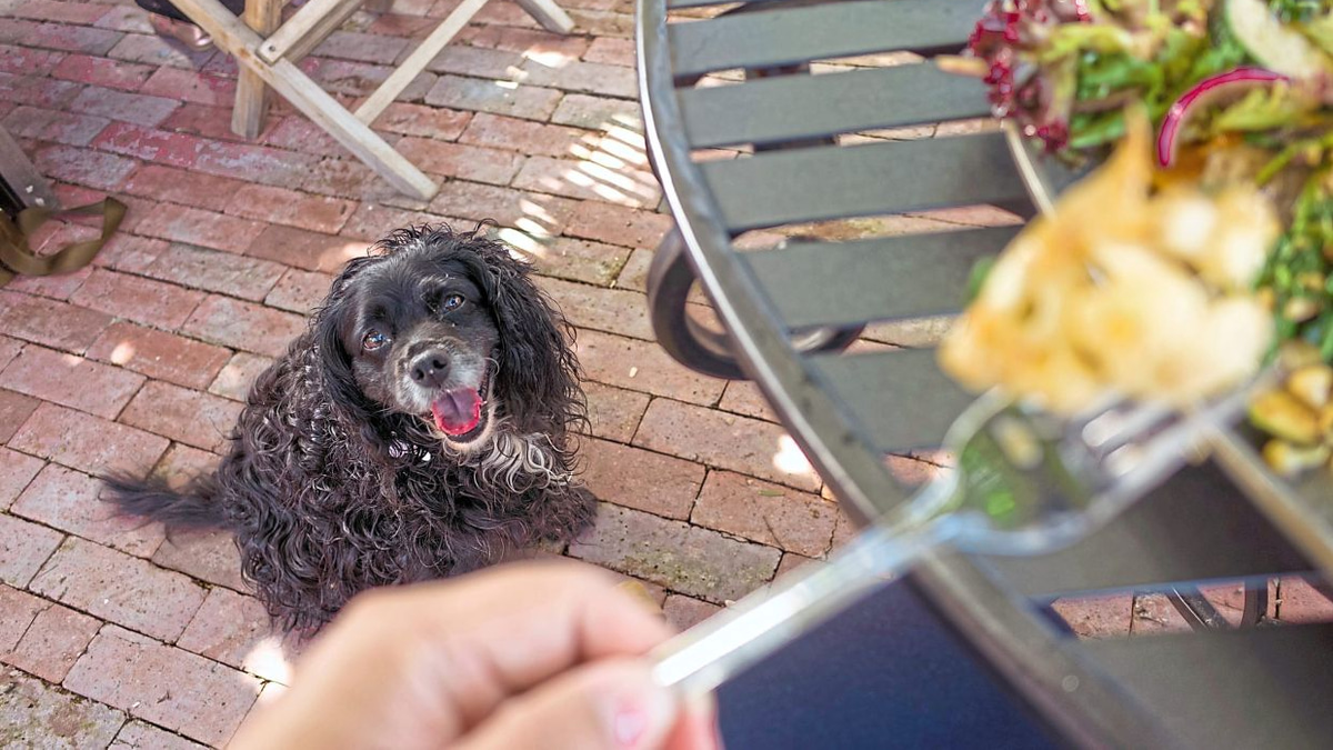 Pet-Friendly Dining in Malaysia: A Guide to Safe Outdoor Meals with Your Dog