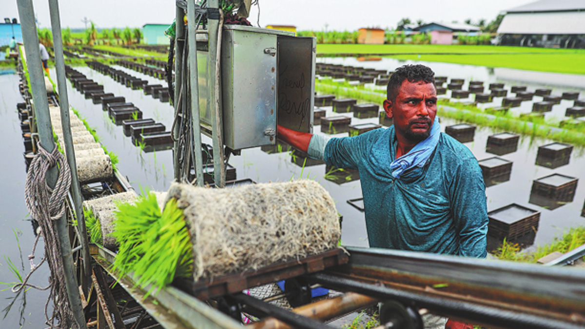 Southeast Asia braces for food crisis as super El Niño and Middle East conflict collide