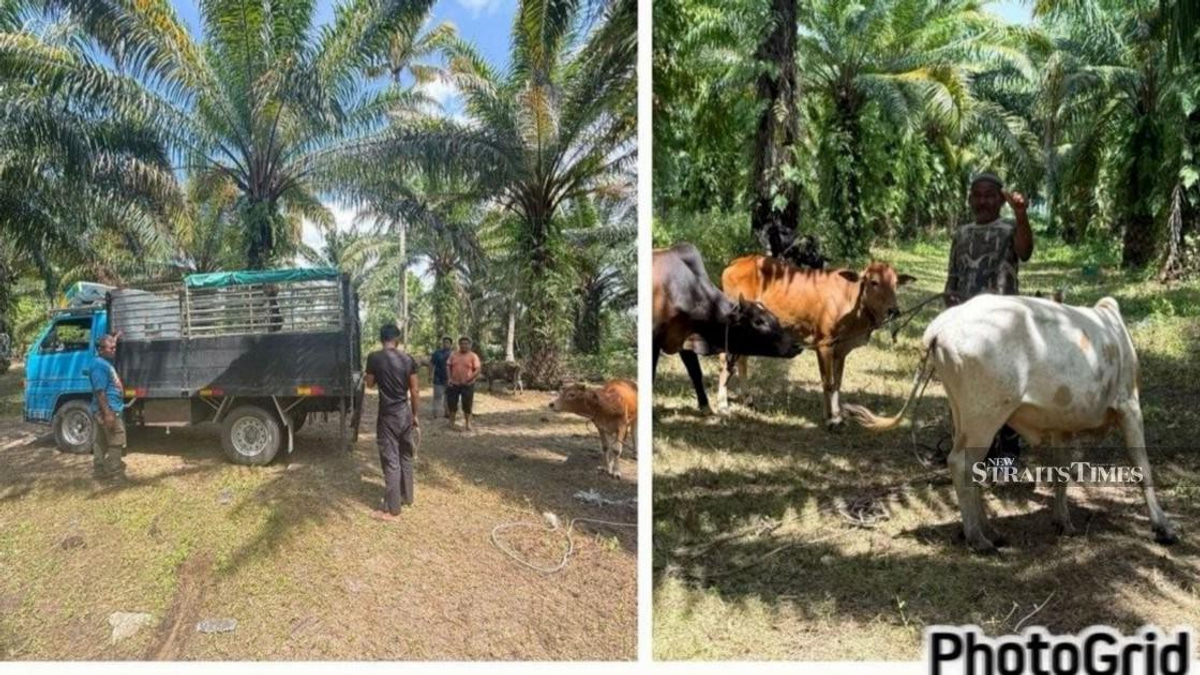 Kelantan Police Dismantle Cattle Theft Ring, Recover RM96,000 Worth of Livestock