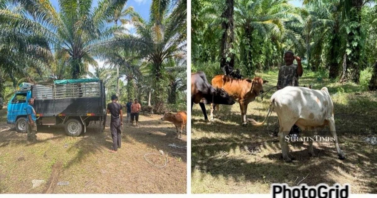 Kelantan Police Dismantle Cattle Theft Ring, Recover RM96,000 Worth of Livestock