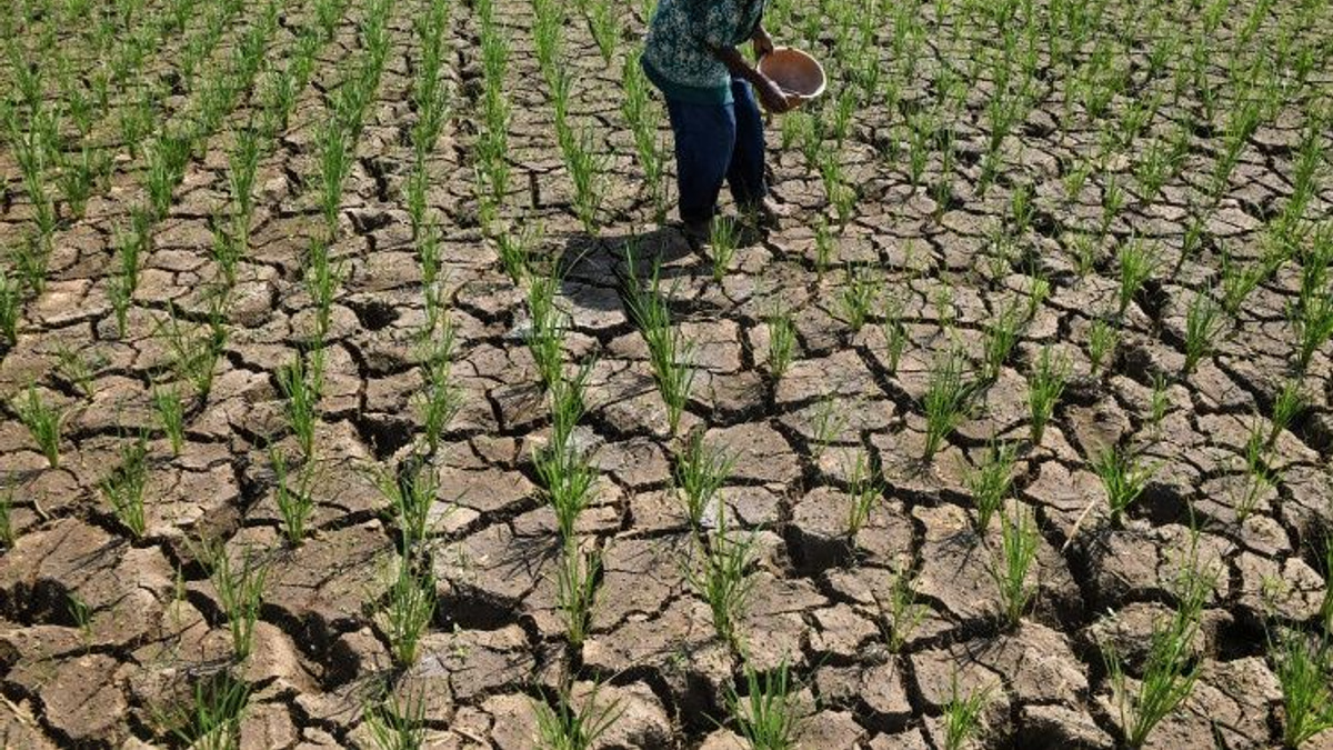 Indonesia's Widening Drought Crisis Tests Government Response as El Niño Intensifies