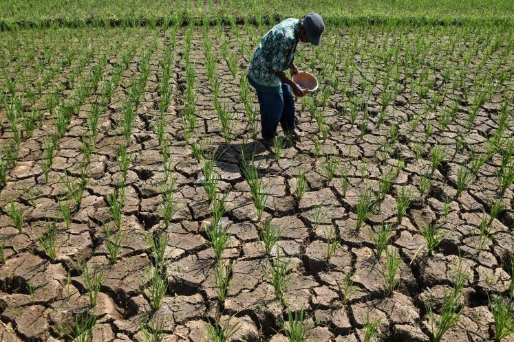 Indonesia's Widening Drought Crisis Tests Government Response as El Niño Intensifies