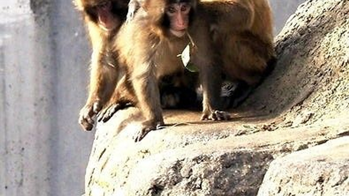 Two American visitors fined ¥300,000 each for entering monkey enclosure at Chiba Zoo