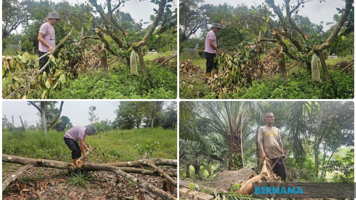 Wild Elephants Return to Terengganu Town, Alarming Residents and Destroying Crops