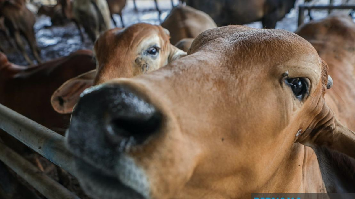 Penang Issues 1,398 Slaughter Permits for Aidiladha Sacrificial Rites