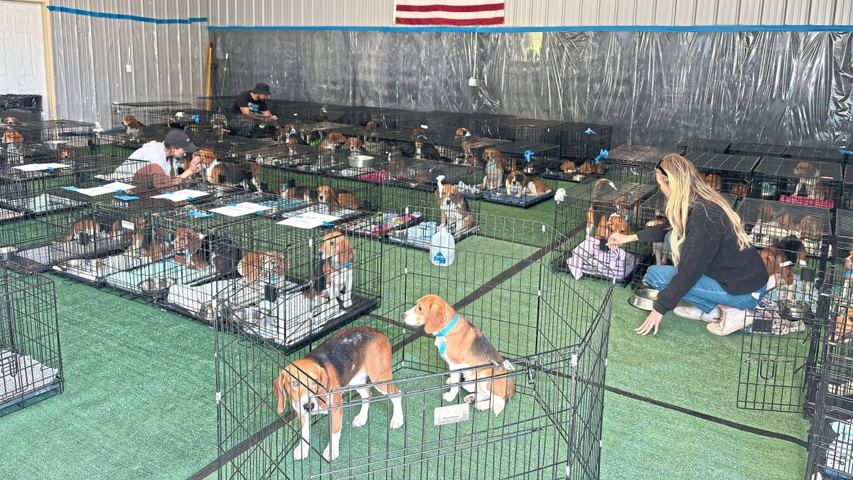 1,500 beagles leave Wisconsin research facility for new homes after animal welfare campaign