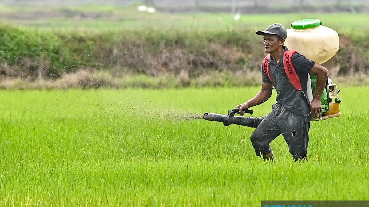Kelantan Invests RM3.64 Million In Agriculture Push Targeting Food Self-Sufficiency