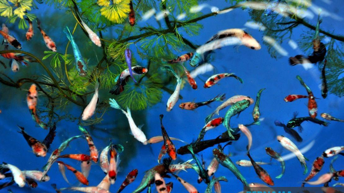 Kelantan's Ornamental Fish Industry Surpasses RM8 Million in Output Over Three Years