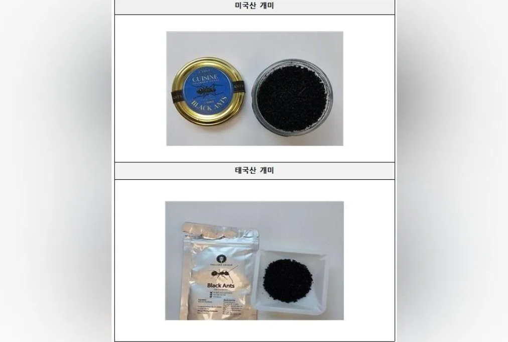 South Korean Michelin-starred chef faces prison for serving black ants as garnish