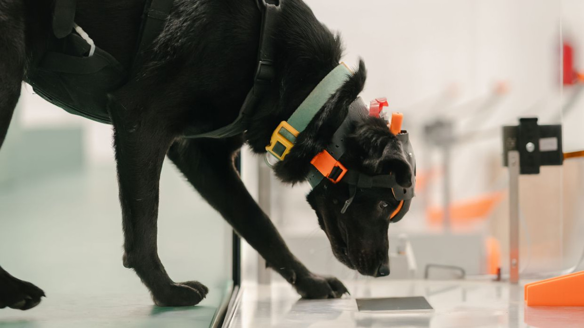 Indian startup harnesses cancer-detecting dogs and AI to expand early screening access