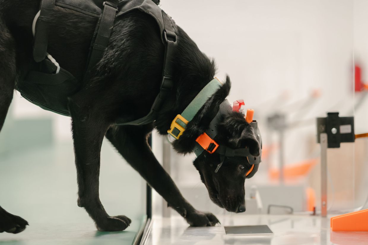 Indian startup harnesses cancer-detecting dogs and AI to expand early screening access