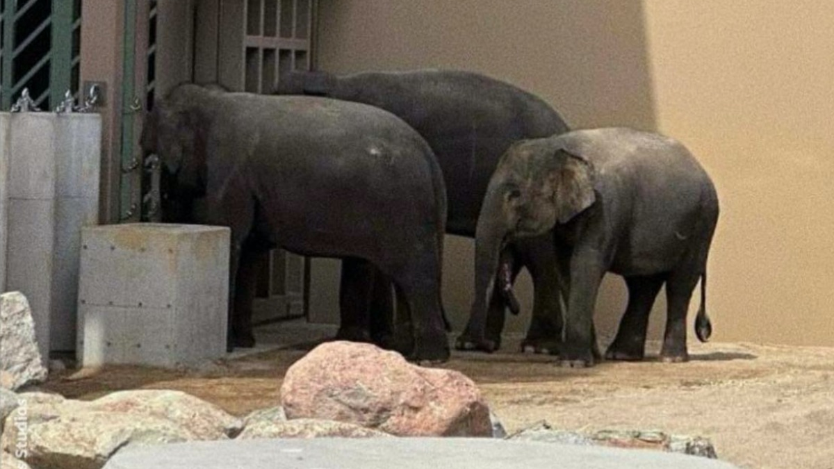 MPT Says Elephant Cooperation Deal Cannot Be Ended Without Evidence