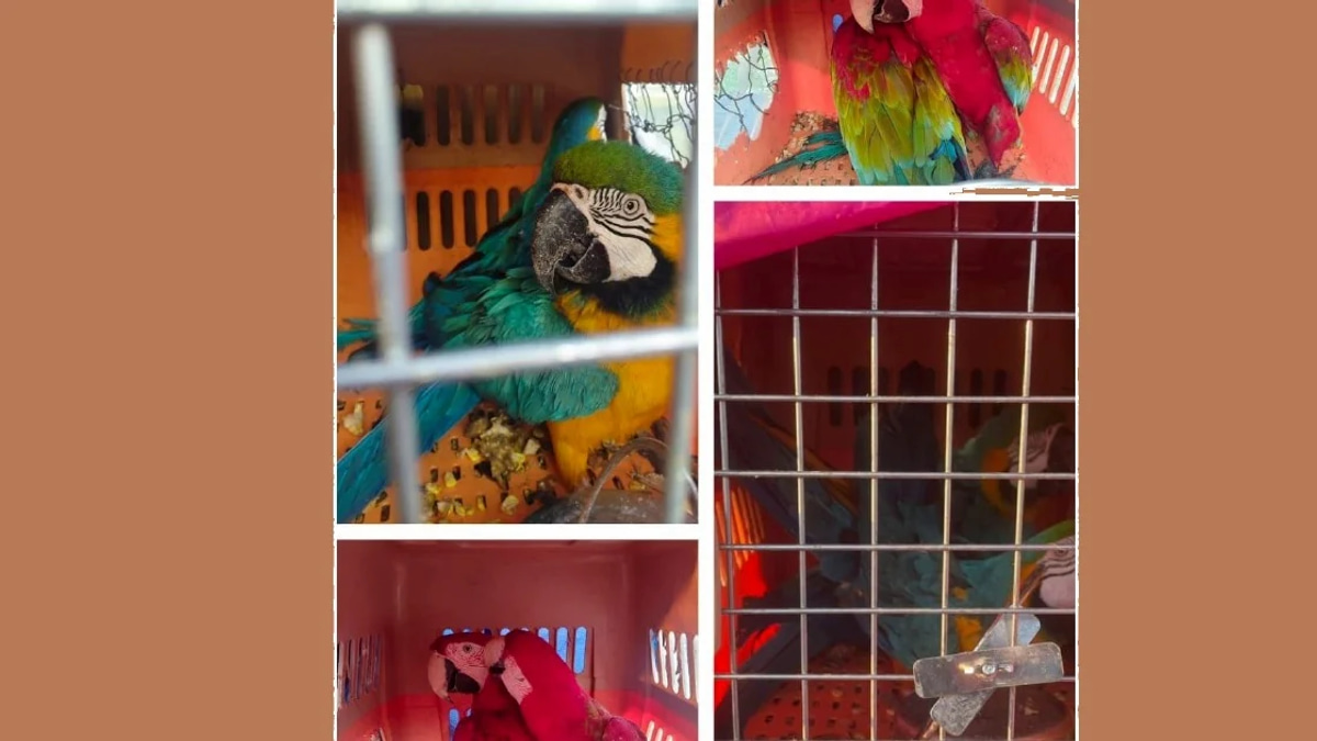Two men arrested for transporting eight protected macaws worth RM400,000 in Kelantan operation