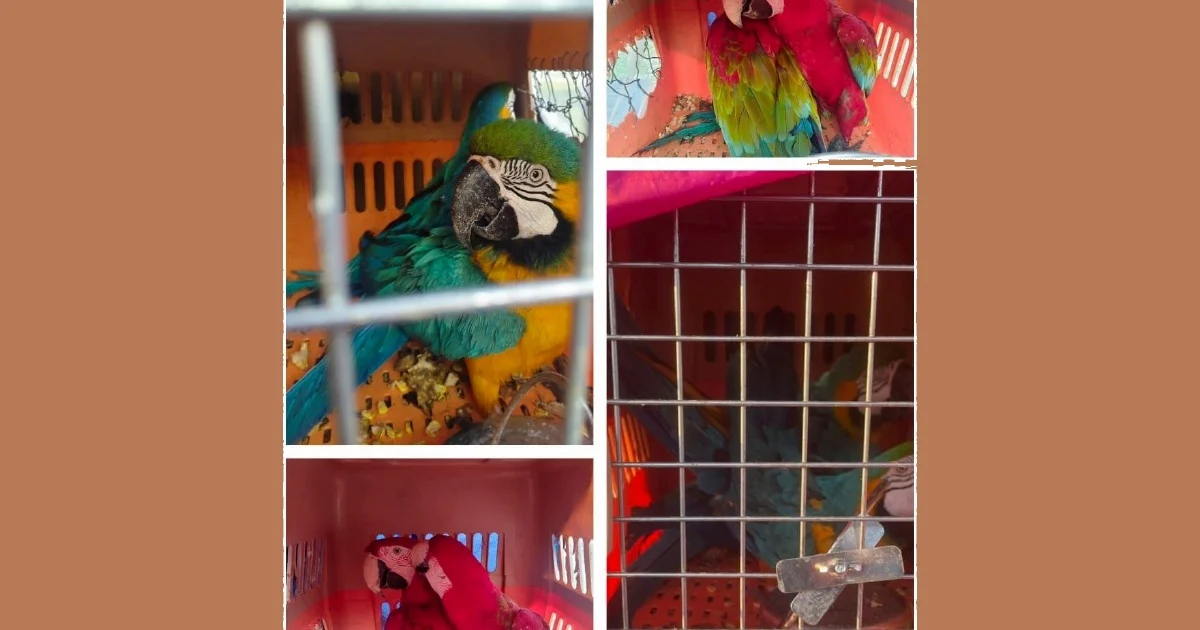 Two men arrested for transporting eight protected macaws worth RM400,000 in Kelantan operation
