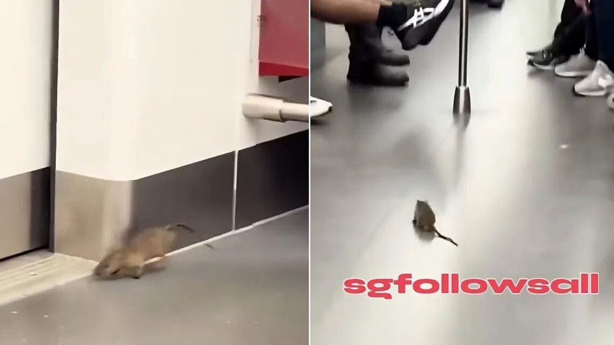 SMRT to intensify pest control after rat sighting on East-West Line train