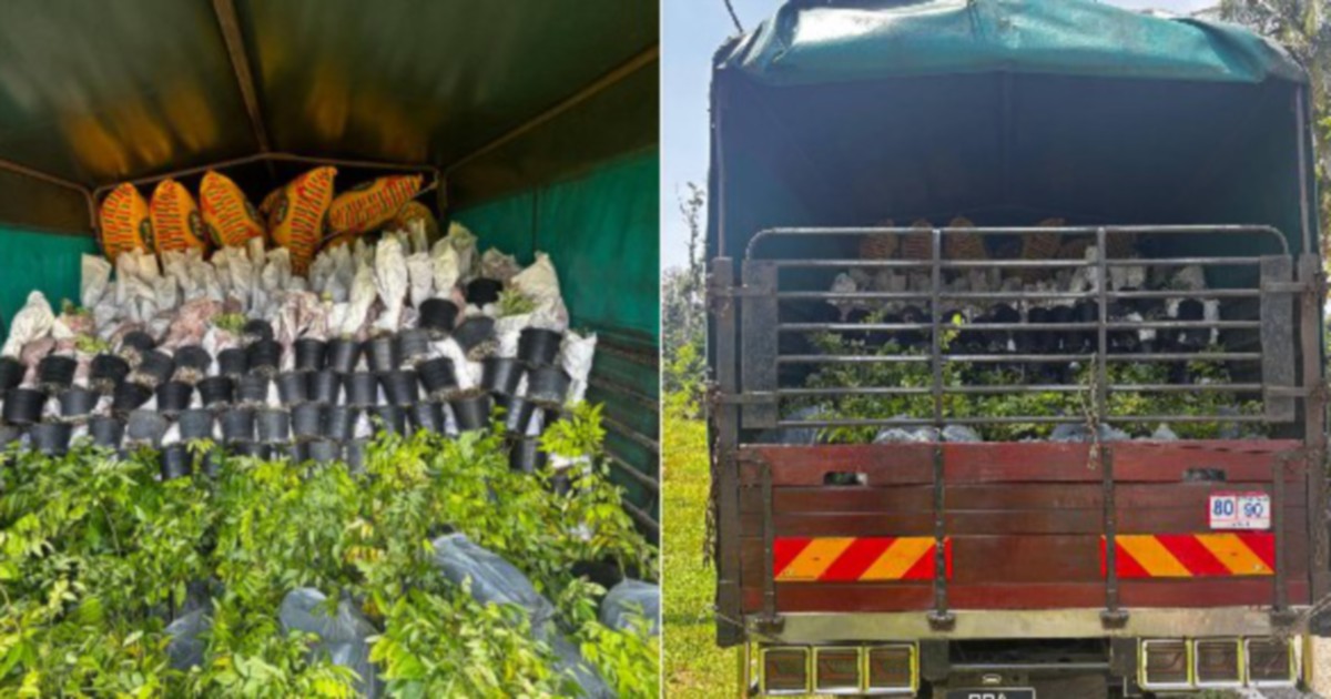 Lorry driver held after seizure of RM200k smuggled ornamental saplings at Kelantan border