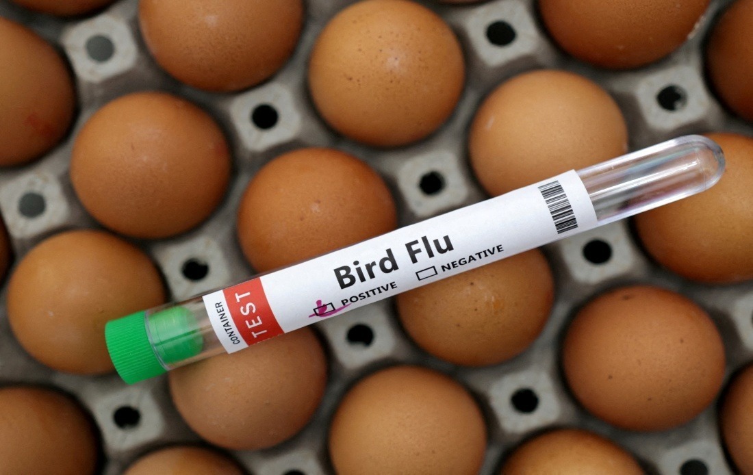 Victoria Orders Mandatory Indoor Housing for Poultry as H5N1 Bird Flu Spreads Across Australian State