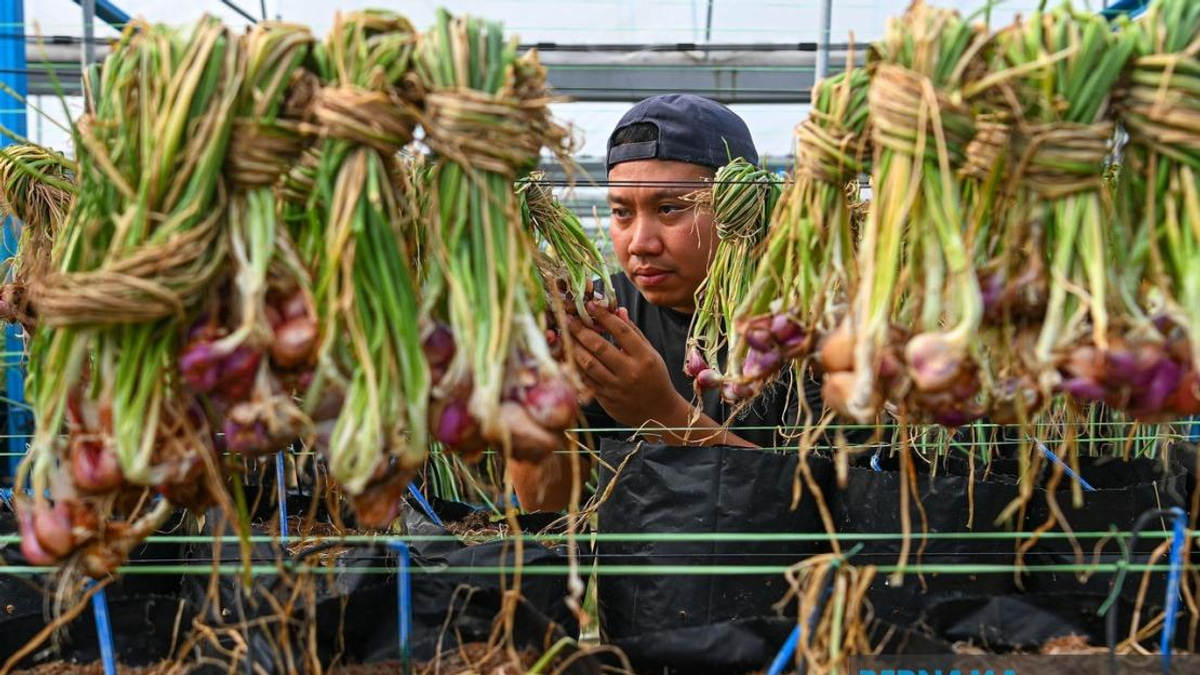 Young Farmer Cultivates Red Onion Success as Malaysia Seeks Import Independence