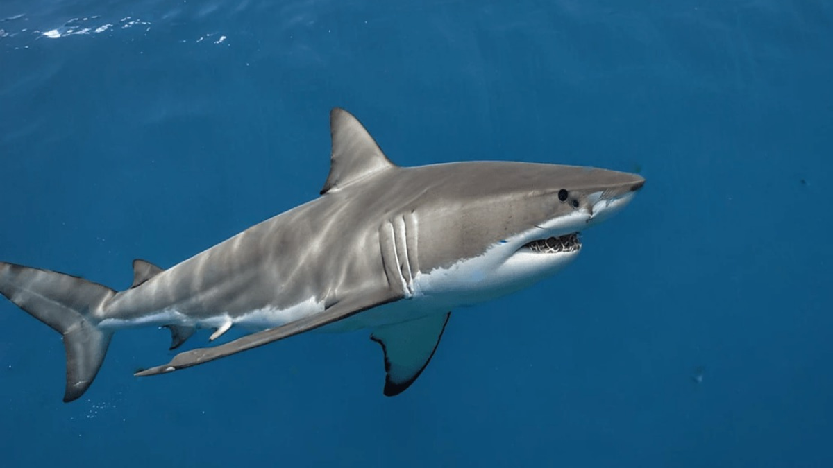 Man Dies After Shark Attack Off Queensland Coast