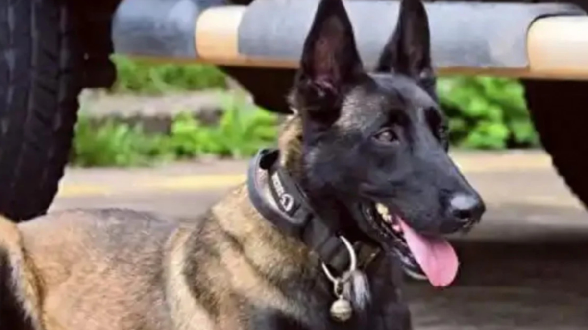 A Police Dog's Vigil: How One German Shepherd Waited Six Months for Its Injured Handler in China