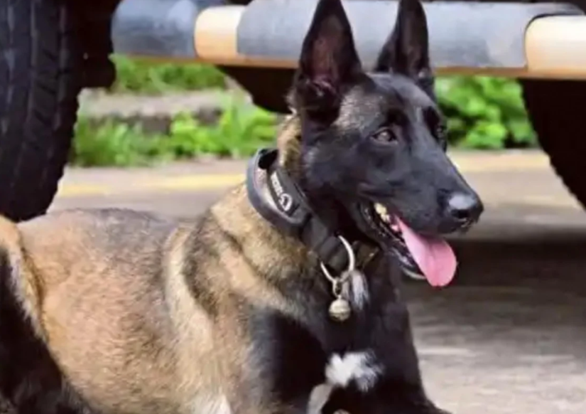 A Police Dog's Vigil: How One German Shepherd Waited Six Months for Its Injured Handler in China