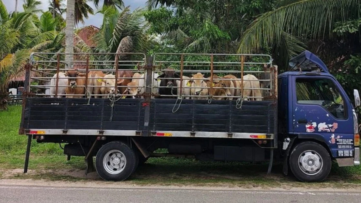 Man arrested with 13 smuggled cattle worth RM52,000 in Pasir Mas