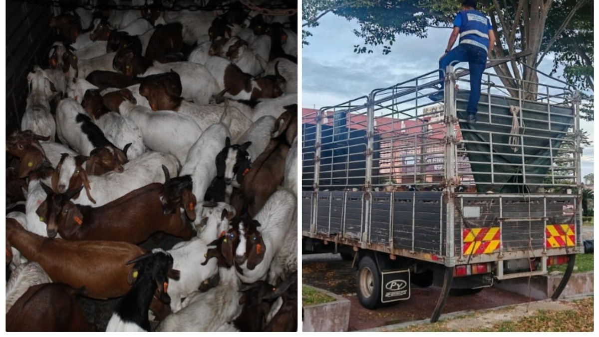 Perak Veterinary Services Seizes 101 Goats in Illegal Transfer Operation