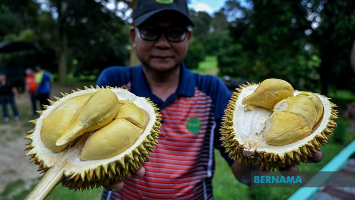 MARDI's MS88 Hybrid Durian Programme Expands to 25,000 Trees Across Malaysia