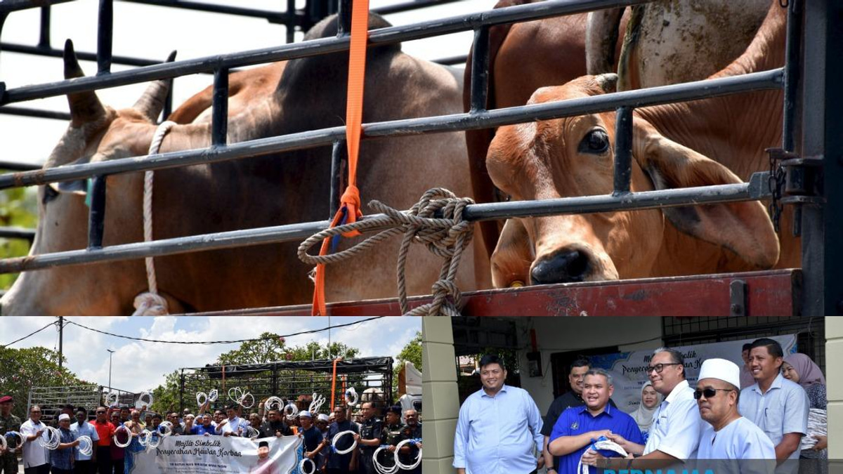 30 Cows Worth RM160,000 Distributed For Aidiladha Qurban Ritual In Tangga Batu