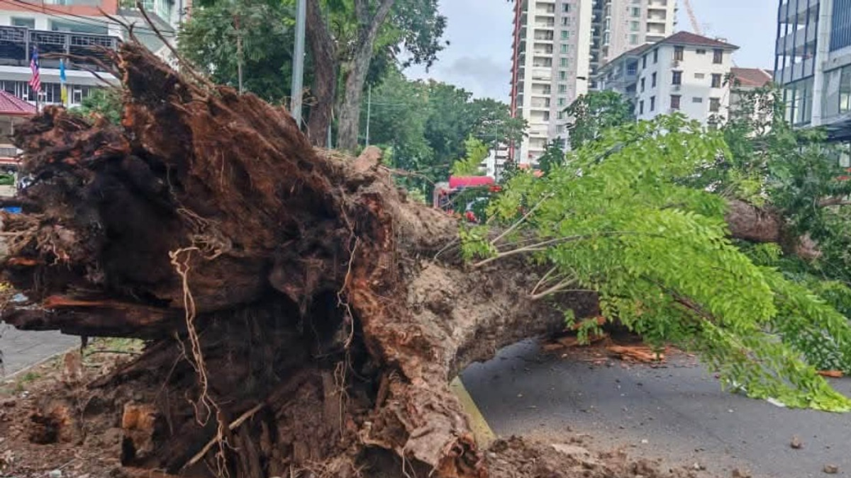 Structural Decay and Urban Pressures Behind George Town Tree Collapse