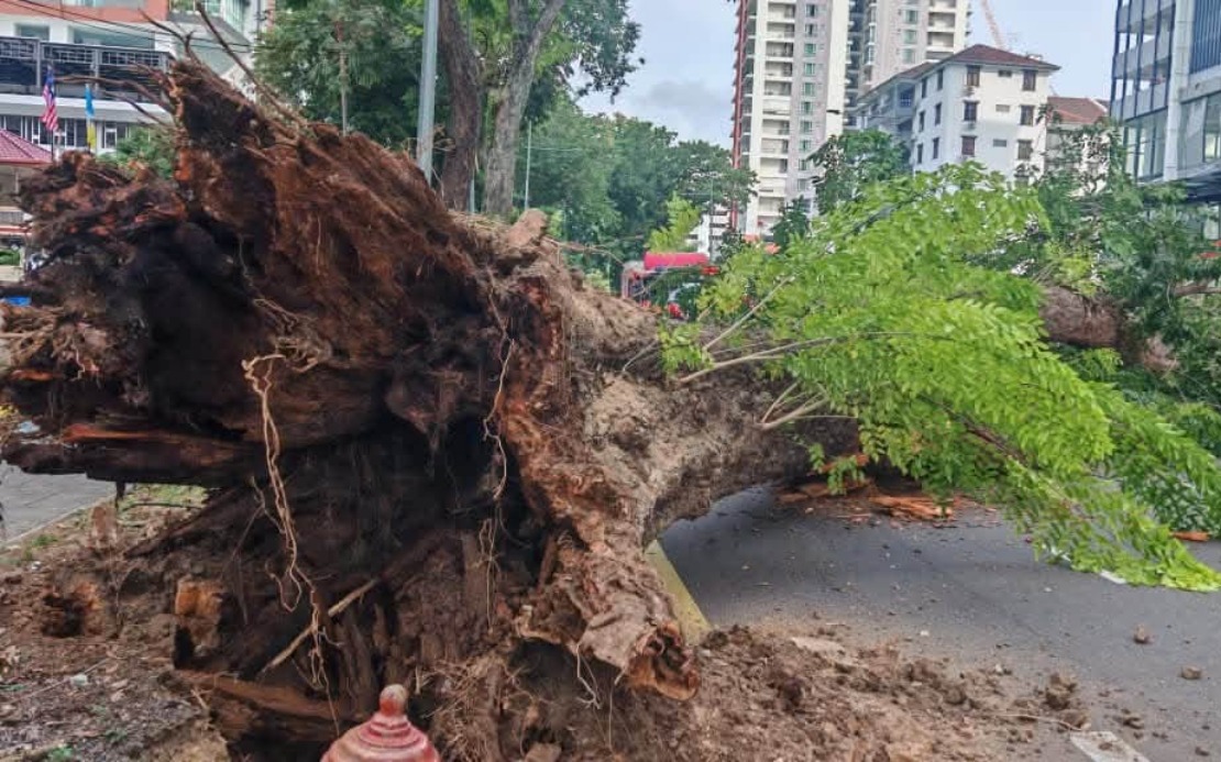 Structural Decay and Urban Pressures Behind George Town Tree Collapse