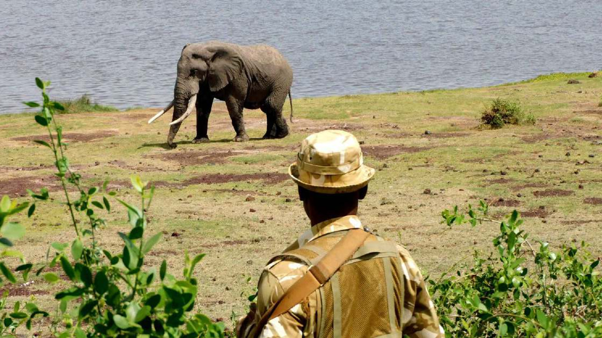 Kenya launches investigation into sudden deaths of 15 elephants at Amboseli park