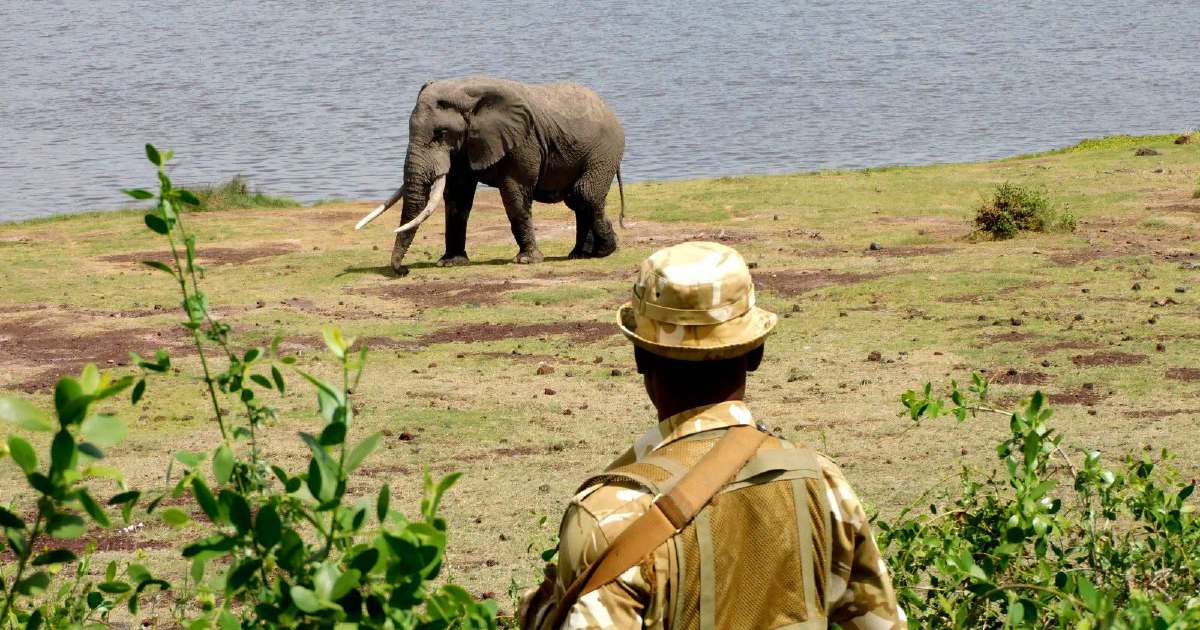 Kenya launches investigation into sudden deaths of 15 elephants at Amboseli park