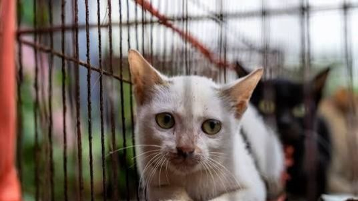 Over 40 stolen cats reunited with owners following Vietnam trafficking crackdown