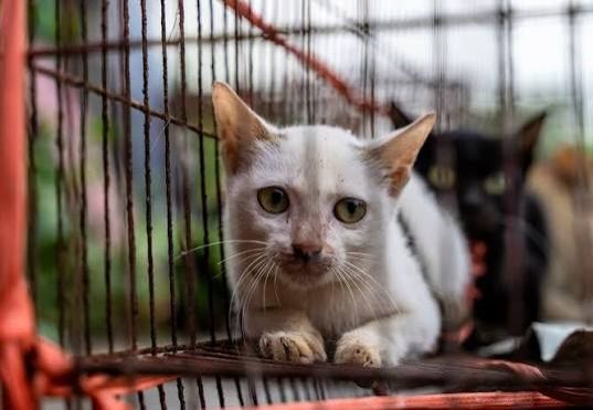 Over 40 stolen cats reunited with owners following Vietnam trafficking crackdown