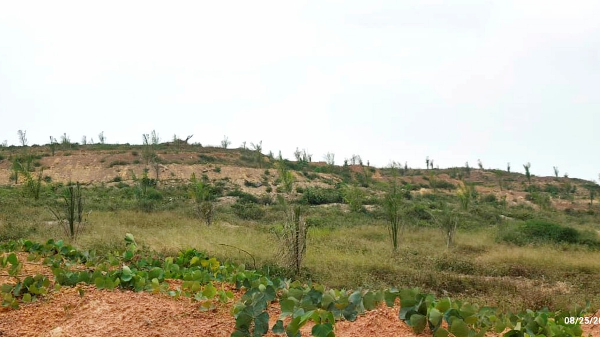 Felda Settlers Report Poor Oil Palm Seedlings to Anti-Corruption Body